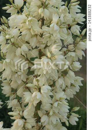 Blooming yucca plant with white bell-shaped flowers in garden Blooming yucca plant with white bell-shaped flowers in garden 141888232