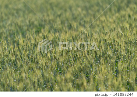 Golden fields of wheat sway gently under the warm sun in a serene rural landscape during late spring Golden fields of wheat sway gently under the warm sun in a serene rural landscape during late spring 141888244