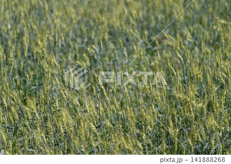 Waves of golden wheat dancing in the warm breeze of a sunlit rural field during late spring Waves of golden wheat dancing in the warm breeze of a sunlit rural field during late spring 141888268