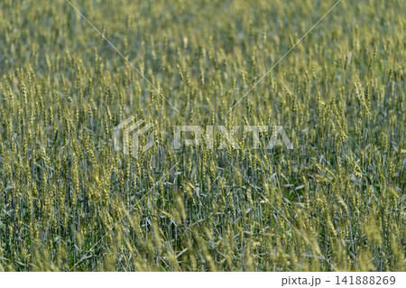 Golden wheat fields sway gently under the warm sunlight in early summer showcasing nature's beauty in a serene rural landscape Golden wheat fields sway gently under the warm sunlight in early summer showcasing nature's beauty in a serene rural landscape 141888269