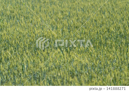 Vibrant green wheat field swaying gently in the warm summer breeze under a clear blue sky Vibrant green wheat field swaying gently in the warm summer breeze under a clear blue sky 141888271