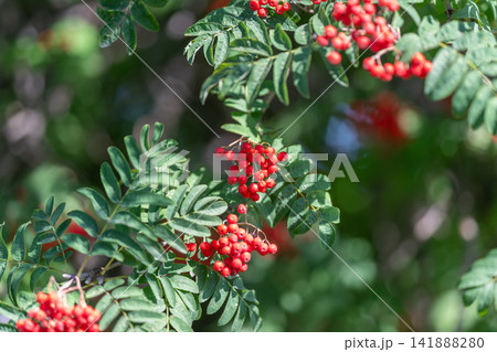 Rowan berries shine brightly against green leaves in a forest scene full of life and color during a sunny afternoon Rowan berries shine brightly against green leaves in a forest scene full of life and color during a sunny afternoon 141888280