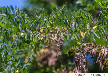Vibrant foliage of black locust trees swaying gently in the warm afternoon breeze Vibrant foliage of black locust trees swaying gently in the warm afternoon breeze 141888294