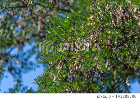 Vibrant green foliage of Robinia pseudoacacia against a clear blue sky showcases the beauty of black locust trees in full summer glory Vibrant green foliage of Robinia pseudoacacia against a clear blue sky showcases the beauty of black locust trees in full summer glory 141888300