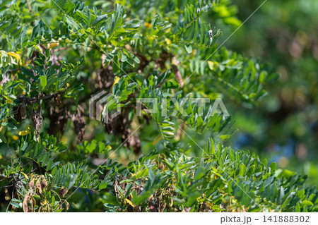 Vibrant green foliage of black locust thrives in sunlight showcasing nature's resilience and beauty in a warm season Vibrant green foliage of black locust thrives in sunlight showcasing nature's resilience and beauty in a warm season 141888302