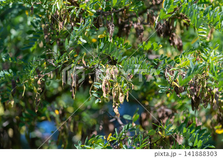 Robinia pseudoacacia showcasing its vibrant foliage and pods in a sunny garden during late summer Robinia pseudoacacia showcasing its vibrant foliage and pods in a sunny garden during late summer 141888303
