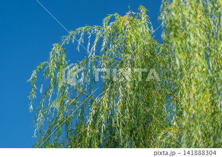 Whispers of the wind through the weeping willow branches under a brilliant blue sky Whispers of the wind through the weeping willow branches under a brilliant blue sky 141888304