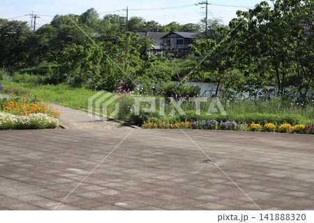 春の川沿いにある公園に咲くオレンジ色のハナビシソウや白いカモミールやカラフルなパンジーの花の風景 春の川沿いにある公園に咲くオレンジ色のハナビシソウや白いカモミールやカラフルなパンジーの花の風景 141888320
