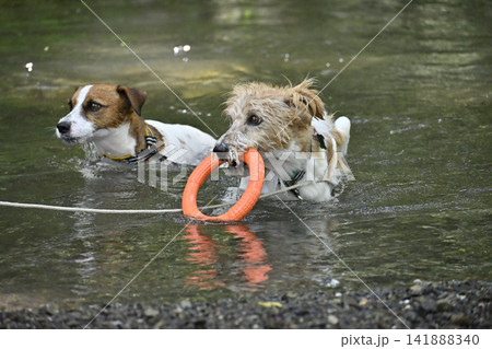 オモチャを咥えて川で遊ぶ2匹の愛犬 ジャックラッセルテリア(スムースコート・ラフコート) オモチャを咥えて川で遊ぶ2匹の愛犬 ジャックラッセルテリア(スムースコート・ラフコート) 141888340