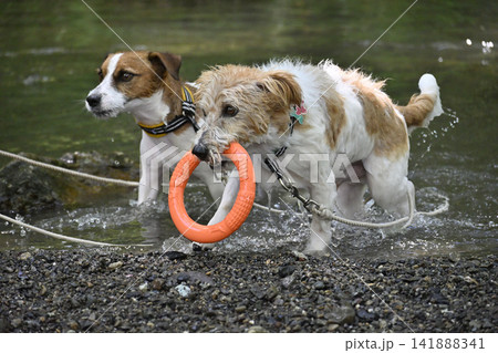 オモチャを咥えて川で遊ぶ2匹の愛犬 ジャックラッセルテリア(スムースコート・ラフコート) オモチャを咥えて川で遊ぶ2匹の愛犬 ジャックラッセルテリア(スムースコート・ラフコート) 141888341