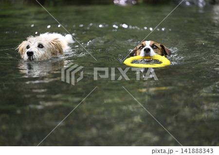 オモチャを咥えて川で遊ぶ2匹の愛犬　ジャックラッセルテリア（スムースコート・ラフコート） 141888343