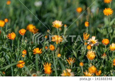 Fields alive with vibrant calendula officinalis blooms basking in warm sunlight creating a cheerful and lively scene of nature's beauty 141888348