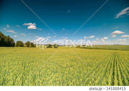 Vast green fields stretch under a bright blue sky filled with fluffy clouds offering a peaceful rural landscape in the warm daylight 141888413