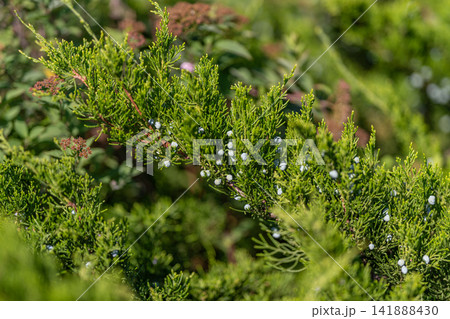 Juniper berries nestled among lush green foliage showcase nature's vibrant palette 141888430