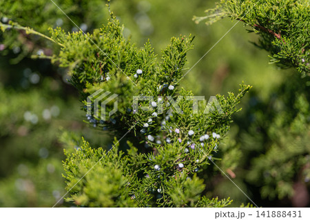 Juniper berries glow amidst vibrant green foliage in a serene garden setting Juniper berries glow amidst vibrant green foliage in a serene garden setting 141888431