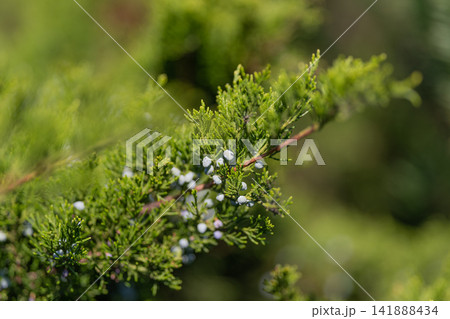 Juniper berries glisten under the warm sunlight showcasing nature's beauty in a lush green landscape Juniper berries glisten under the warm sunlight showcasing nature's beauty in a lush green landscape 141888434