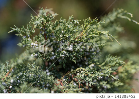 Juniper berries glistening under sunlight in a lush green forest setting 141888452