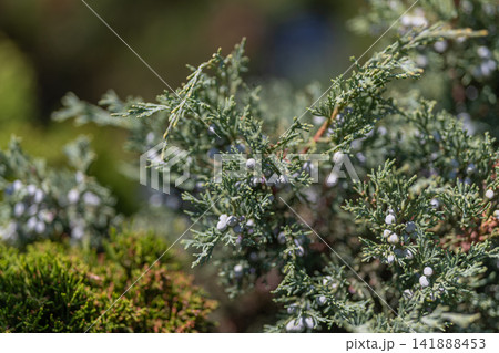Juniper berries glistening in the sun at a serene garden Juniper berries glistening in the sun at a serene garden 141888453