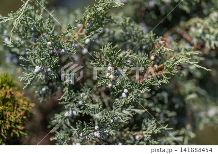 Juniper berries glisten in the sunlight amid lush green foliage in a serene natural setting 141888454