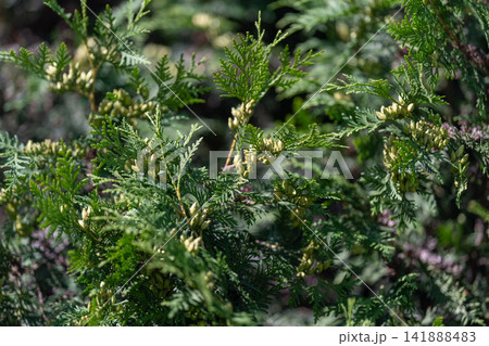 Juniperus sabina thriving in a vibrant sunlit garden during late spring season Juniperus sabina thriving in a vibrant sunlit garden during late spring season 141888483