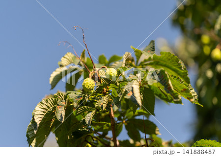 Bountiful horse chestnut tree adorns a clear blue sky in a serene park during a sunny afternoon 141888487