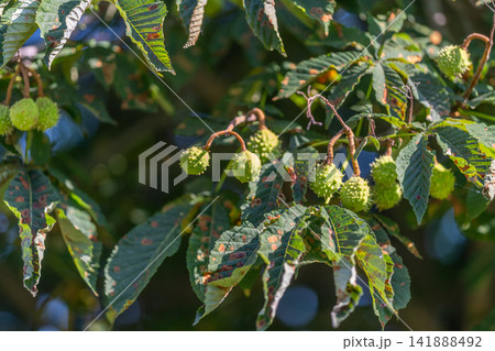 Bright green horse chestnuts hanging beneath lush leaves in a sunlit garden on a warm afternoon promising the beauty of autumn ahead 141888492