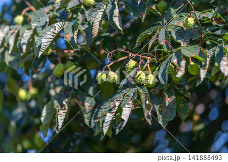 Bright green horse chestnut buds nestled among lush leaves in a sunny park setting during late spring 141888493