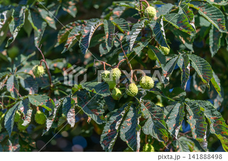 Beauty of horse chestnut tree with green fruits and lush leaves in a sunny park setting Beauty of horse chestnut tree with green fruits and lush leaves in a sunny park setting 141888498
