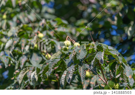Horse chestnut tree thrives under bright sunlight showcasing its unique green seed pods and lush leaves in a serene park setting 141888503