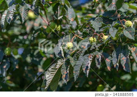Horse chestnut tree with its green spiky fruits and vibrant foliage in bright sunlight during a warm summer afternoon Horse chestnut tree with its green spiky fruits and vibrant foliage in bright sunlight during a warm summer afternoon 141888505