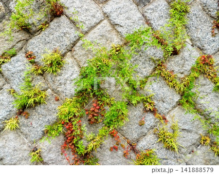 石垣の隙間から生える緑と赤のコケと雑草 石垣の隙間から生える緑と赤のコケと雑草 141888579
