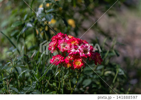 Colorful rose Alberich blooms elegantly in a vibrant garden setting capturing the magic of nature's beauty during a sunny afternoon 141888597