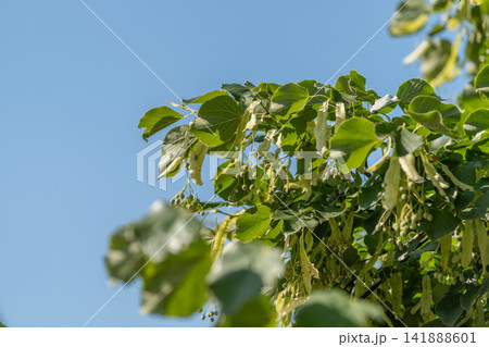 Linden tree leaves dance gently in the warm breeze under a bright blue sky a serene moment celebrating nature's beauty Linden tree leaves dance gently in the warm breeze under a bright blue sky a serene moment celebrating nature's beauty 141888601