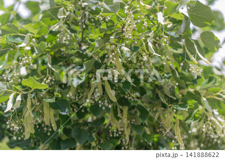 Linden tree branches adorned with delicate flowers sway gently in the warm afternoon breeze 141888622