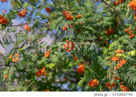 European rowan tree bursting with vibrant orange berries against a clear blue sky on a sunny autumn day European rowan tree bursting with vibrant orange berries against a clear blue sky on a sunny autumn day 141888740