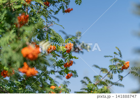 Bright clusters of mountain ash berries sway gently in the breeze under a clear blue sky during a warm summer day 141888747