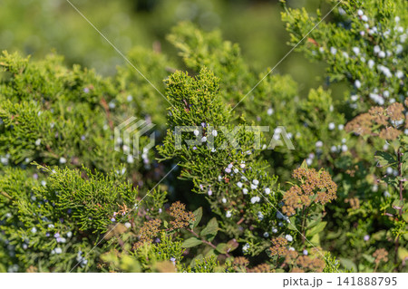 Bright juniper berries emerge from lush greenery under the warm sunlight of a serene afternoon 141888795