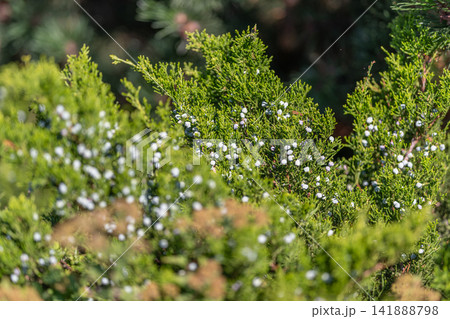 Juniper berries glisten in sunlight surrounded by vibrant green foliage in a serene garden setting Juniper berries glisten in sunlight surrounded by vibrant green foliage in a serene garden setting 141888798