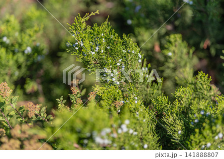 Gentle green juniper branches adorned with plump blue berries under the warm afternoon sun 141888807