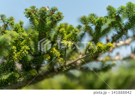 Korean fir branches flourish under the clear blue sky showcasing vibrant green needles in a tranquil forest setting Korean fir branches flourish under the clear blue sky showcasing vibrant green needles in a tranquil forest setting 141888842