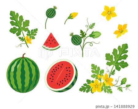 Botanical flat illustration set of whole and sliced watermelon, watermelon seeds, green vines, lobed leaves, tendrils, flowers, and flower buds, arranged separately on a clean white background. 141888929