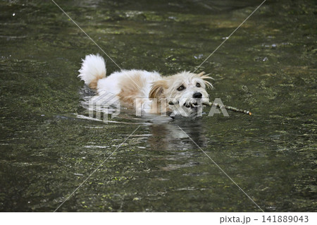 楽しそうに枝を咥えて泳ぐ愛犬 ジャックラッセルテリア(ラフコート)元気な高齢犬 楽しそうに枝を咥えて泳ぐ愛犬 ジャックラッセルテリア(ラフコート)元気な高齢犬 141889043