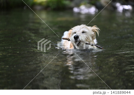 楽しそうに枝を咥えて泳ぐ愛犬 ジャックラッセルテリア(ラフコート)元気な高齢犬 楽しそうに枝を咥えて泳ぐ愛犬 ジャックラッセルテリア(ラフコート)元気な高齢犬 141889044