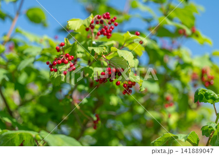 Bright red berries of Guelder-rose glisten under the sun among vibrant green leaves in a serene garden setting 141889047
