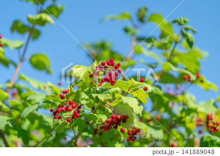 Viburnum opulus displays bright red berries against a clear blue sky Viburnum opulus displays bright red berries against a clear blue sky 141889048