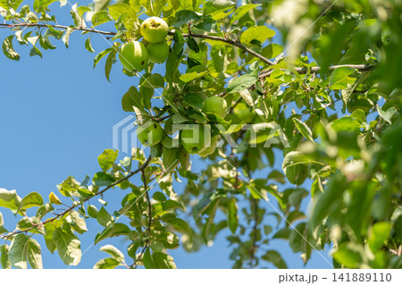 Green apples hanging from branches under a clear blue sky in a vibrant orchard during sunny summer days Green apples hanging from branches under a clear blue sky in a vibrant orchard during sunny summer days 141889110