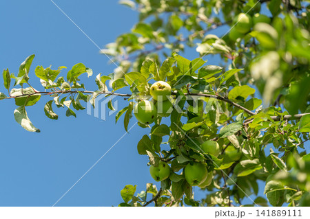 Green apples hanging from branches under a clear blue sky in a serene orchard capturing the essence of nature's bounty during a warm sunny day Green apples hanging from branches under a clear blue sky in a serene orchard capturing the essence of nature's bounty during a warm sunny day 141889111
