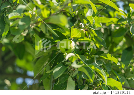 Green apples hanging from branches in a sunlit orchard create a vibrant scene of nature's bounty and the joy of harvest Green apples hanging from branches in a sunlit orchard create a vibrant scene of nature's bounty and the joy of harvest 141889112