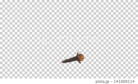 クローブ1粒 背景透過 マクロ クローブ1粒 背景透過 マクロ 141889114