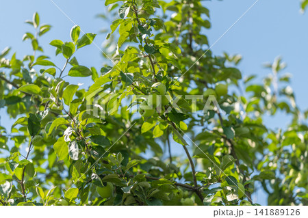 Juicy green apples hang from vibrant branches under a bright blue sky 141889126